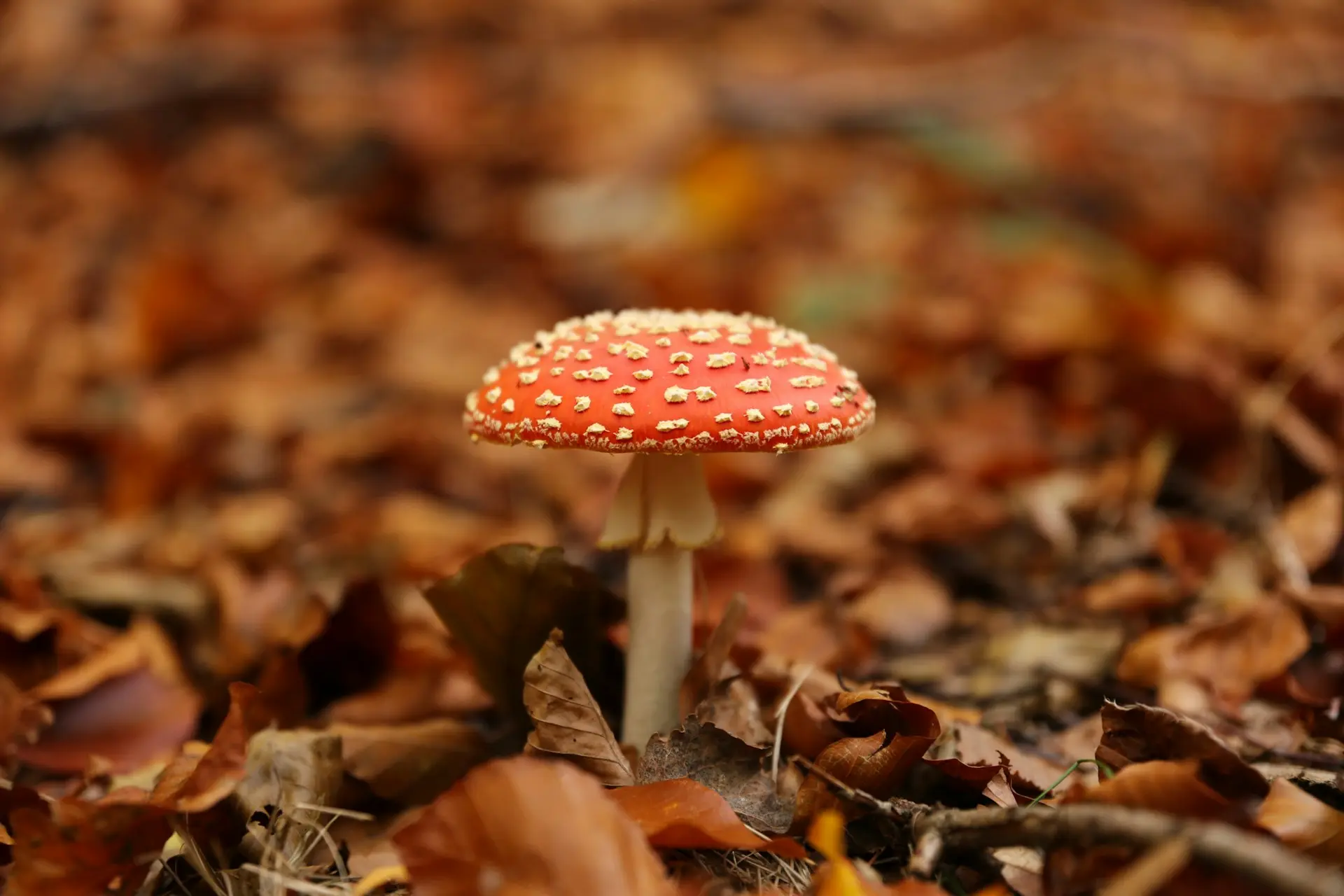 red mashroom growing in a land of falling orange tree leaves