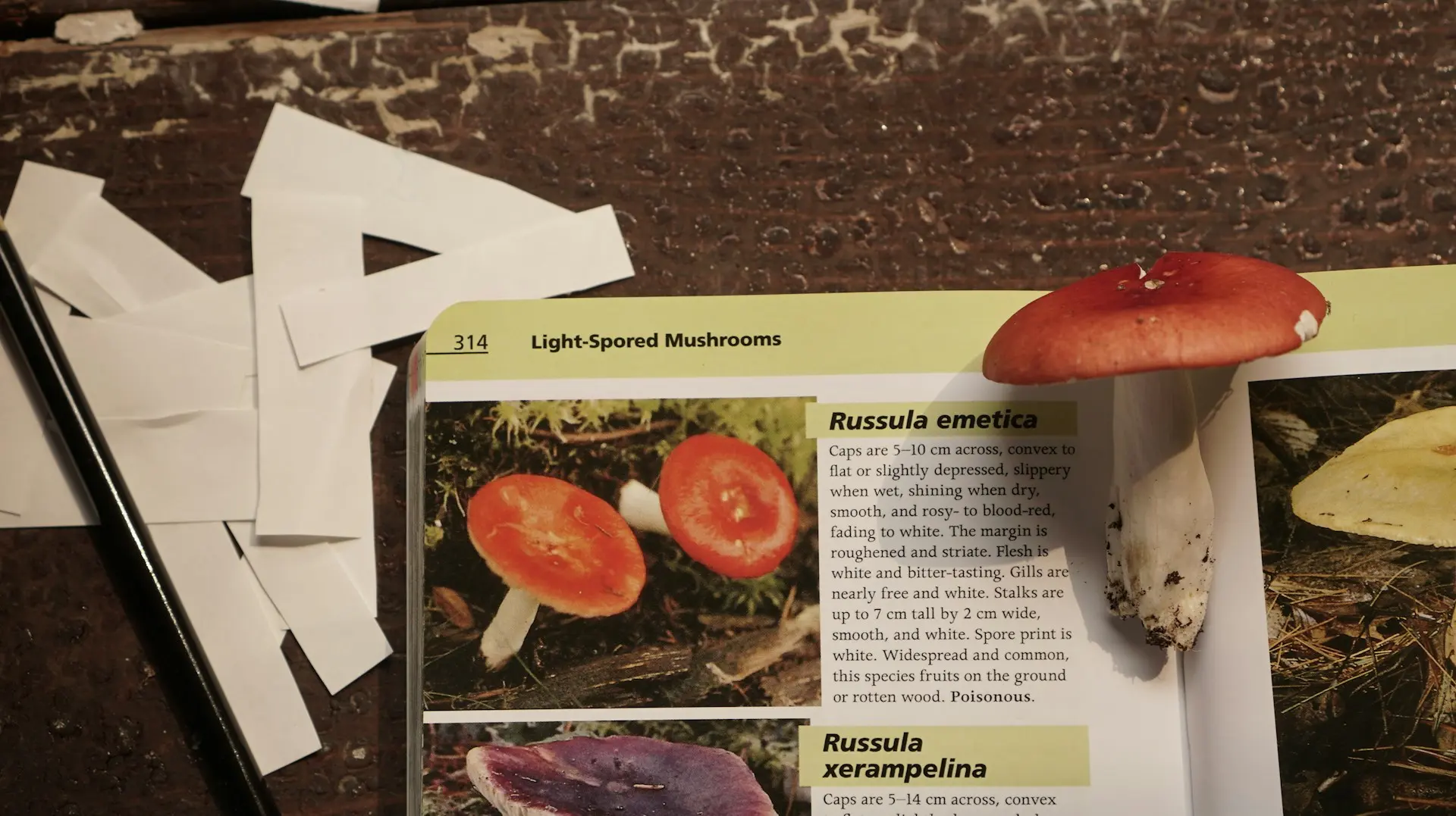red mashroom in a news paper