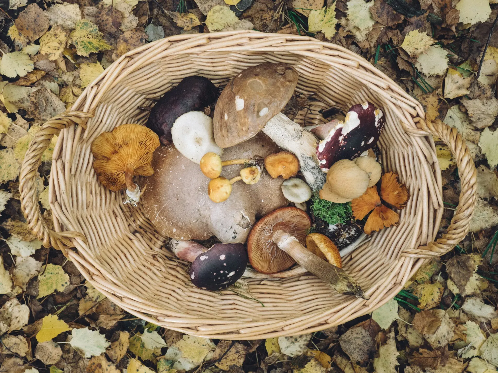 basket with variety of mashrooms