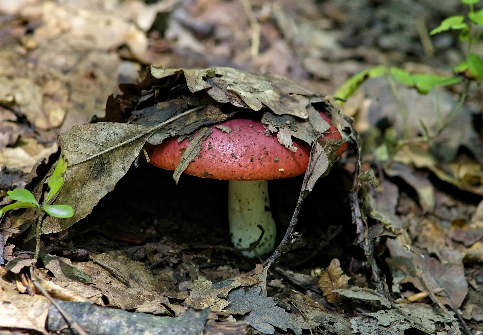 red mashrom growing in a cave