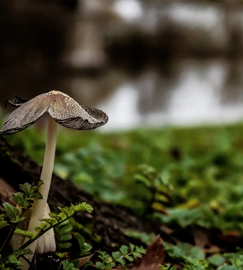 white mashroom growing in the forest